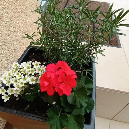 Apartman Sandra -Private Parking And Garden Zadar Zewnętrze zdjęcie